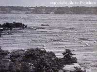 干潟耕地の秋 昭和35年