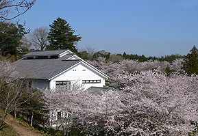 幽学公園の桜