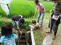 水路で生き物探索中