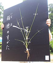 真ん中にお米の赤ちゃんが。