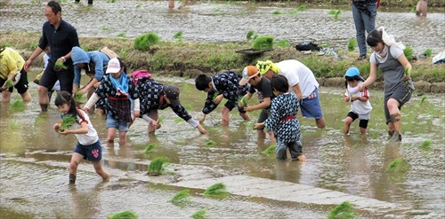 2015年田植えのようす