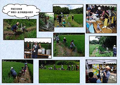 草取り・生き物調査のようす